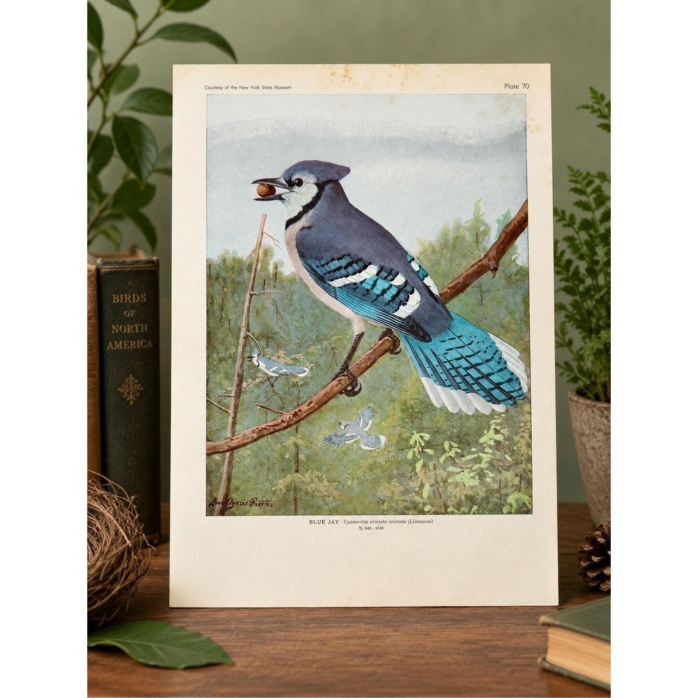 Louis Agassiz Fuertes Blue Jay 1936 Vintage Bird Book Plate Woodland Wall Art